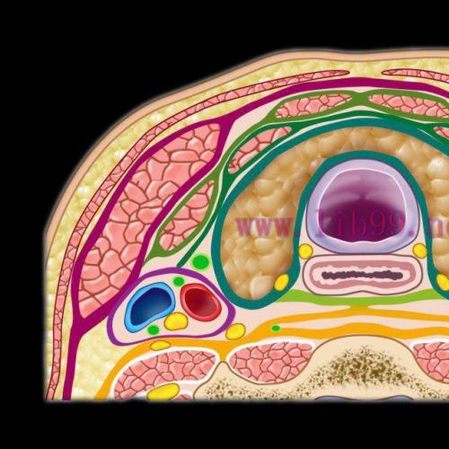 [AME]MRIOnline Mastery Series: The Carotid Space 2021 (CME VIDEOS)