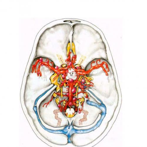 Microneurosurgery Yasargil V2
