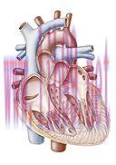 [AME]Comprehensive Cardiology Seminar and Board Review Course (NYU) 2015 (CME Videos)