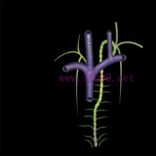 [AME]MRIOnline Mastery Series: Brachial Plexus 2022 (CME VIDEOS)