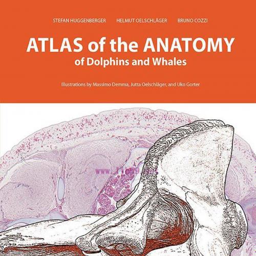 [AME]Atlas of the Anatomy of Dolphins and Whales (EPUB)