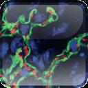 Oxford Textbook of Cancer Biology