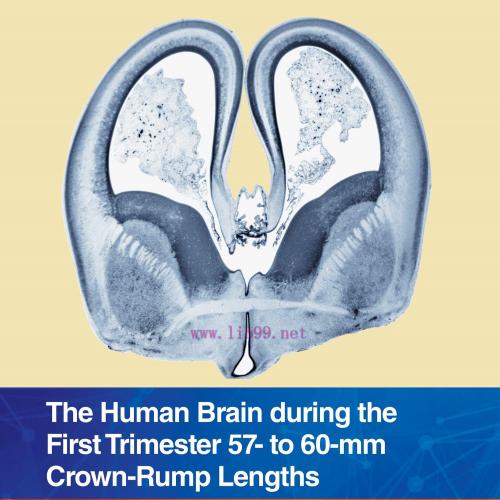 [AME]The Human Brain during the First Trimester 57- to 60-mm Crown-Rump Lengths: Atlas of Human...