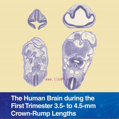 [AME]The Human Brain during the First Trimester 3.5- to 4.5-mm Crown-Rump Lengths: Atlas of Hum...