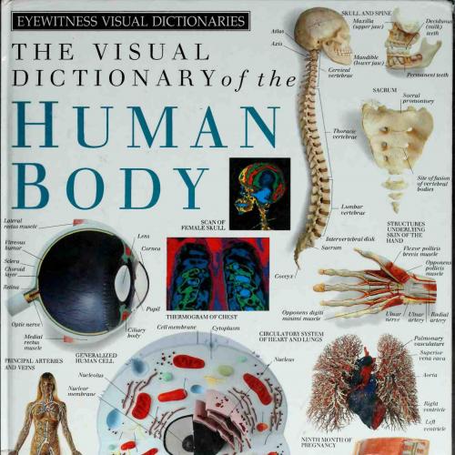 Visual Dictionary of the Human Body (DK Eyewitness), The