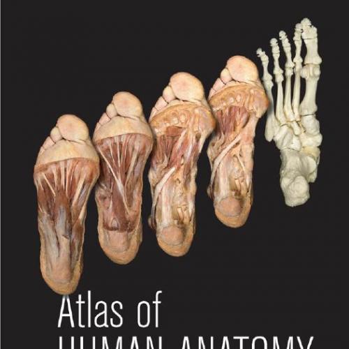 Atlas of Human Anatomy 7th