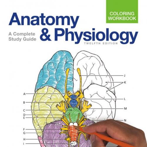 Anatomy & Physiology Coloring A Complete Study Guide 12th Twelfth Edition - Elaine N. Marieb, S...