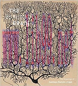 (PDF)The Beautiful Brain: The Drawings of Santiago Ramon y Cajal