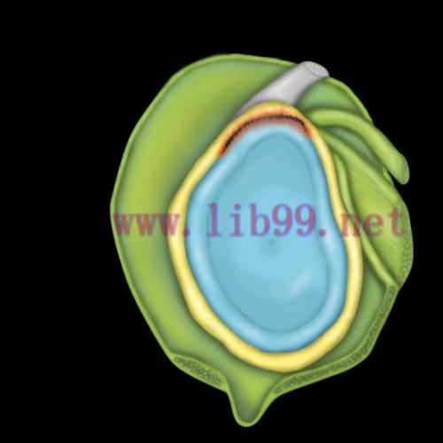 [AME]MRIOnline MRI Mastery Series: SLAP Lesions 2020 (CME VIDEOS)