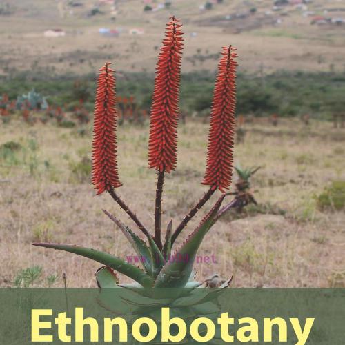 [AME]Ethnobotany: From_ the Traditional to Ethnopharmacology (Original PDF)