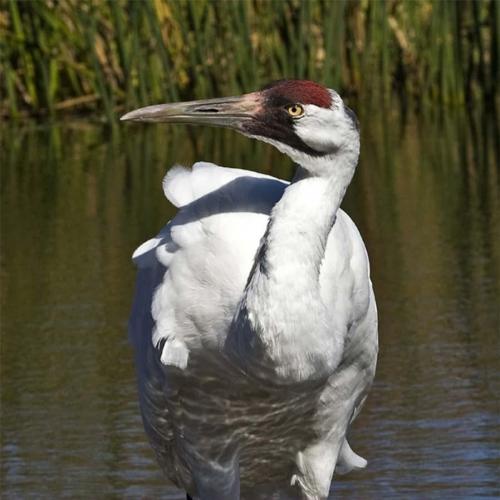 Implementing the Endangered Species Act on the Platte Basin Water Commons