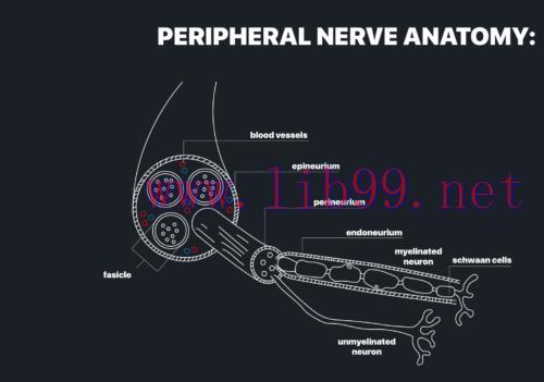 [AME]MRIOnline MRI Mastery Series: Nerve Imaging &ndash; Entrapment Neuropathy and Tumor Imaging of N...