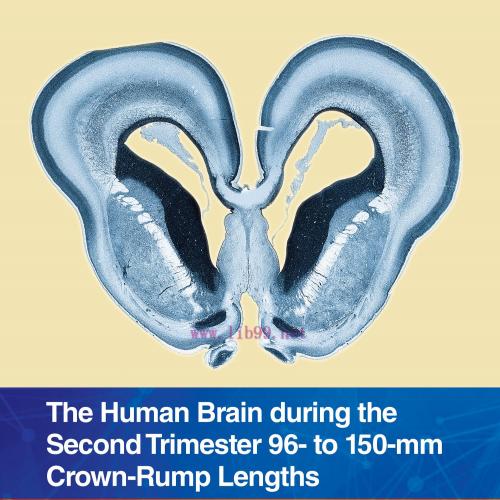 [AME]The Human Brain during the Second Trimester 96&ndash; to 150&ndash;mm Crown-Rump Lengths: Atlas of Hum...