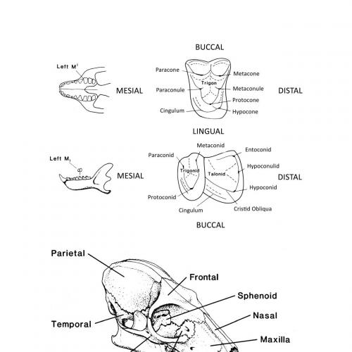 Primate Adaptation and Evolution 3