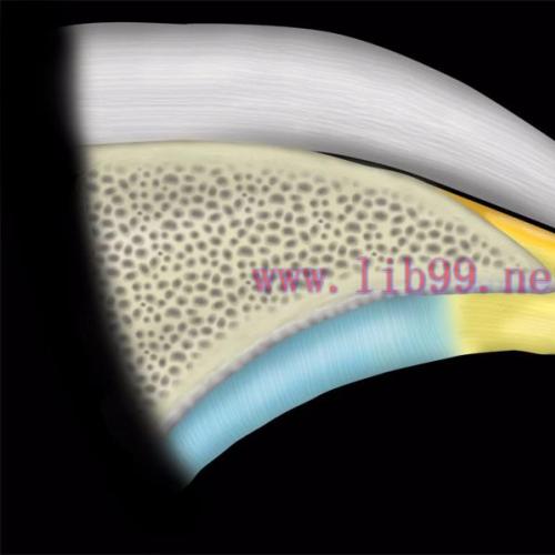 [AME]MRIOnline MRI Mastery Series: Hip 2021 (CME VIDEOS)