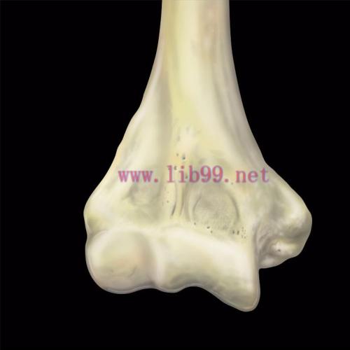 [AME]MRIOnline MRI Mastery Series Elbow 2021 (CME VIDEOS)