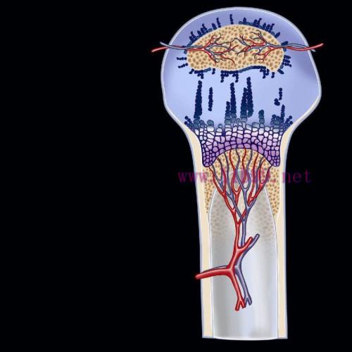 [AME]MRIOnline Imaging Mastery Series: Pediatric MSK 2021 (CME VIDEOS)